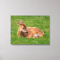 Cutest Baby Animals | Little Fawn