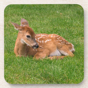 Cutest Baby Animals Little Fawn Coaster