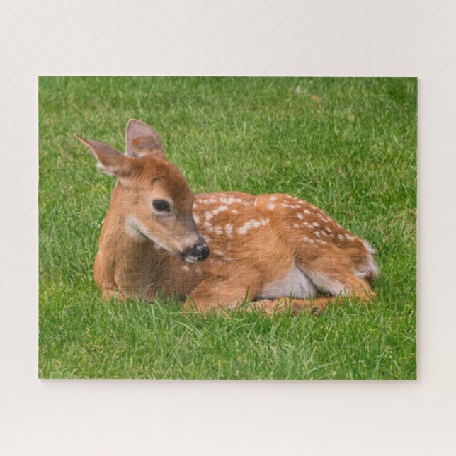 Cutest Baby Animals | Little Fawn Jigsaw Puzzle (Horizontal)