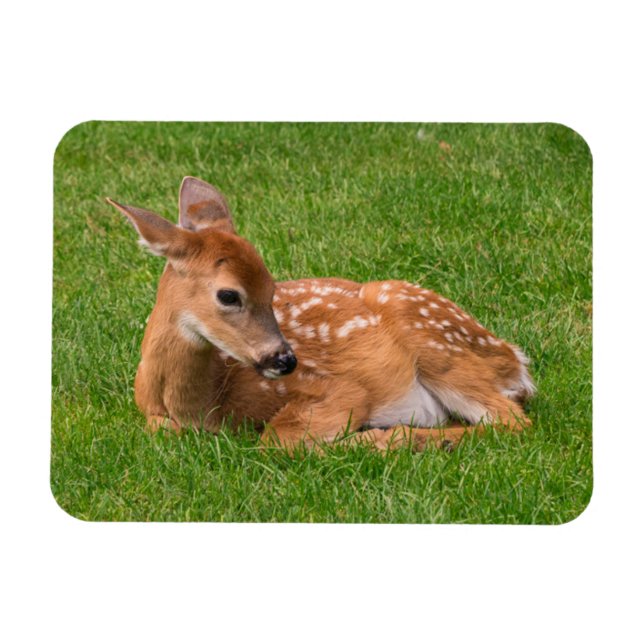 Cutest Baby Animals | Little Fawn Magnet (Horizontal)