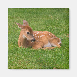 Cutest Baby Animals   Little Fawn Magnet