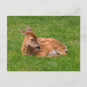 Cutest Baby Animals   Little Fawn Postcard