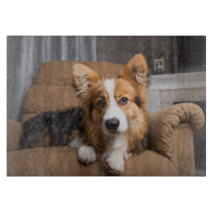 Cutest Baby Animals Long Hair Corgi Puppy Cutting Board