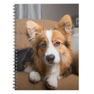 Cutest Baby Animals Long Hair Corgi Puppy Notebook