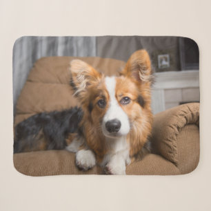 Cutest Baby Animals Long Hair Corgi Puppy Sherpa Blanket