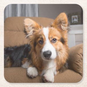 Cutest Baby Animals Long Hair Corgi Puppy Square Paper Coaster