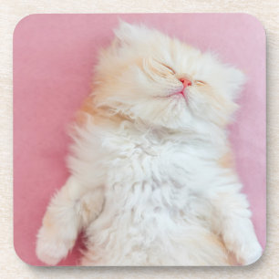 Cutest Baby Animals   Lovely Kitten Sleeping Coaster