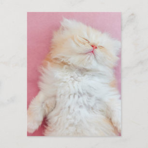 Cutest Baby Animals Lovely Kitten Sleeping Postcard