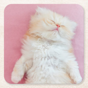 Cutest Baby Animals   Lovely Kitten Sleeping Square Paper Coaster