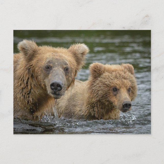 Cutest Baby Animals | Mama Bear & Her Cubs Postcard (Front)