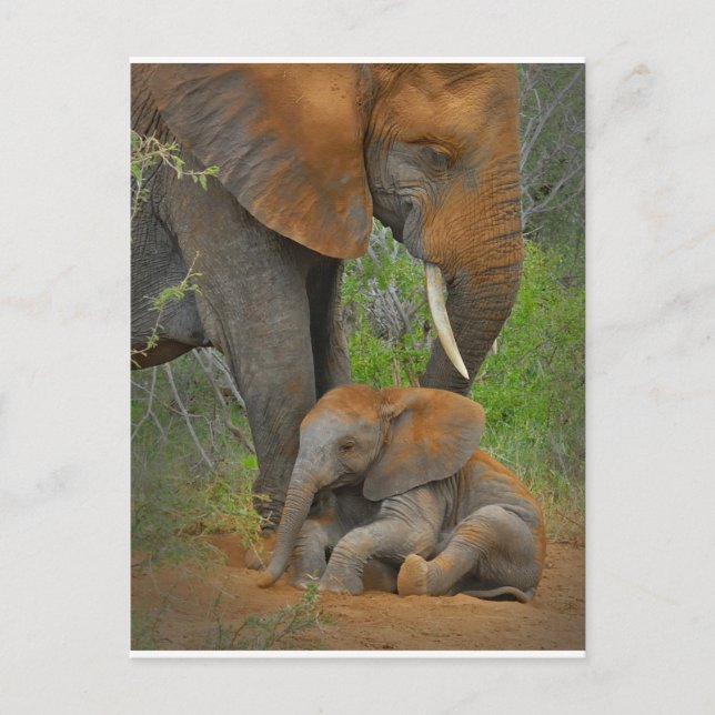 Cutest Baby Animals | Mama Elephant & Baby Postcard (Front)