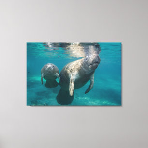 Cutest Baby Animals   Manatee & Baby Canvas Print