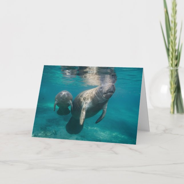 Cutest Baby Animals | Manatee & Baby Card (Front)