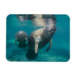 Cutest Baby Animals   Manatee & Baby Magnet