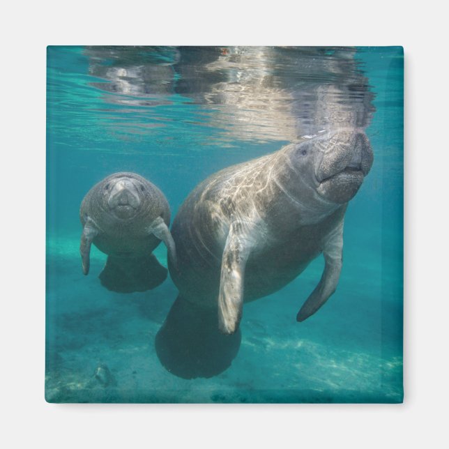 Cutest Baby Animals | Manatee & Baby Magnet (Front)