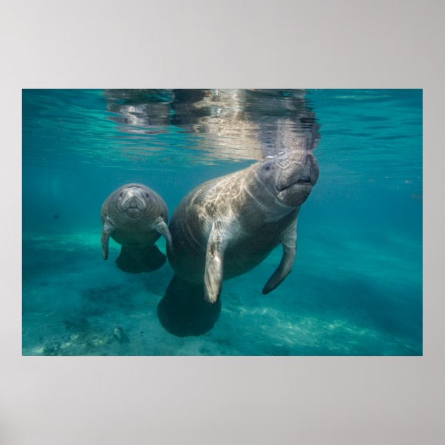 Cutest Baby Animals | Manatee & Baby Poster (Front)