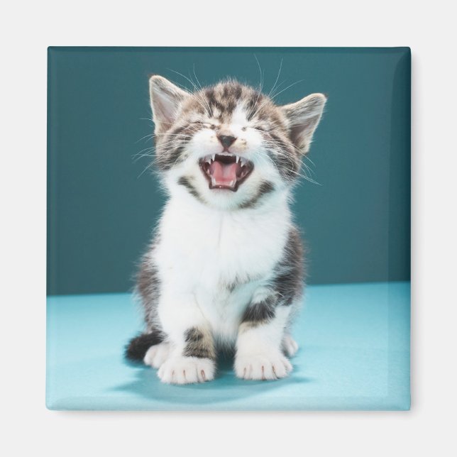 Cutest Baby Animals | Meowing Baby Kitten Magnet (Front)
