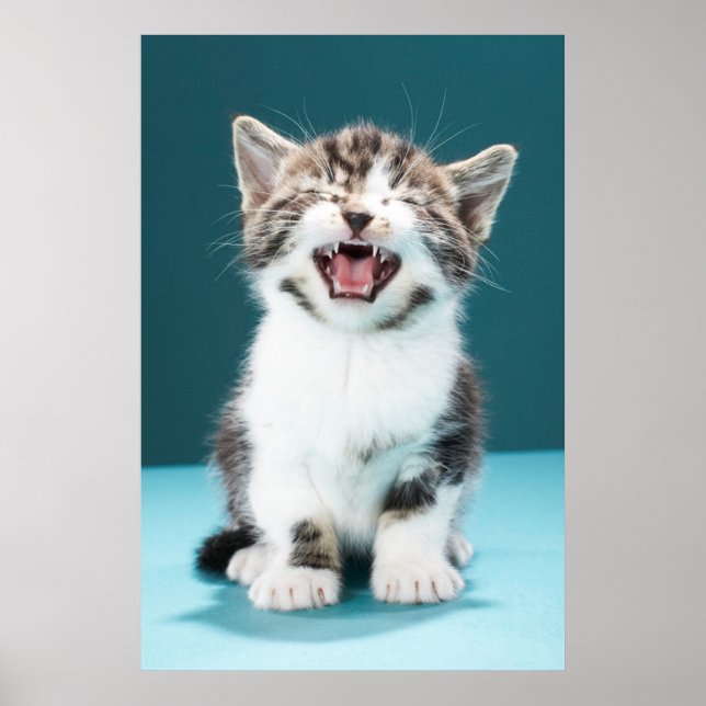 Cutest Baby Animals | Meowing Baby Kitten Poster (Front)