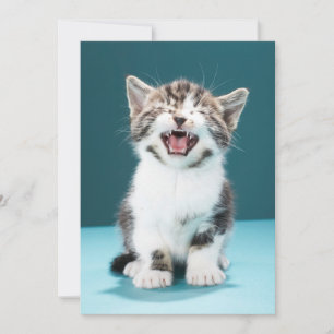 Cutest Baby Animals   Meowing Baby Kitten Thank You Card
