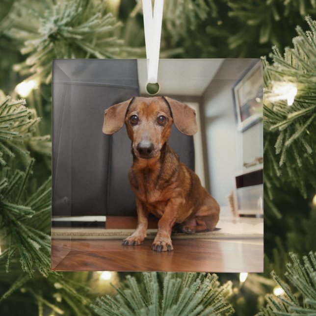 Cutest Baby Animals | Mini Dachshund Puppy Glass Tree Decoration (Insitu)