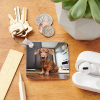 Cutest Baby Animals | Mini Dachshund Puppy