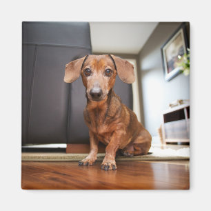 Cutest Baby Animals Mini Dachshund Puppy Magnet