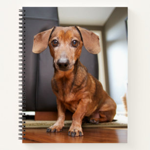 Cutest Baby Animals   Mini Dachshund Puppy Notebook