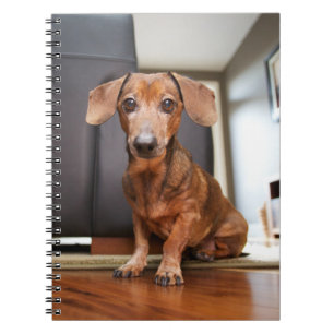 Cutest Baby Animals   Mini Dachshund Puppy Notebook