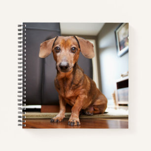 Cutest Baby Animals   Mini Dachshund Puppy Notebook