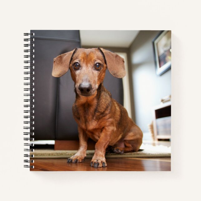 Cutest Baby Animals | Mini Dachshund Puppy Notebook (Front)