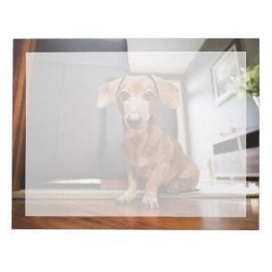 Cutest Baby Animals   Mini Dachshund Puppy Notepad
