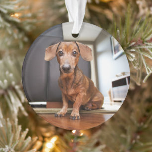 Cutest Baby Animals Mini Dachshund Puppy Ornament