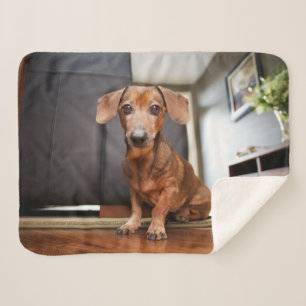 Cutest Baby Animals Mini Dachshund Puppy Sherpa Blanket