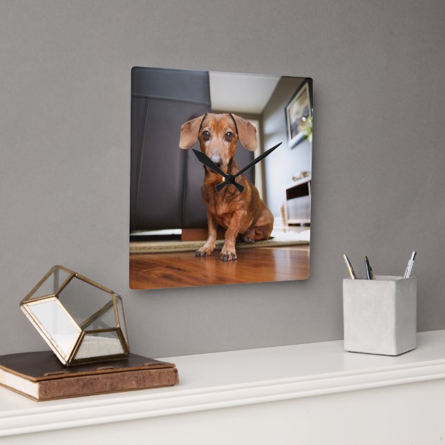 Cutest Baby Animals | Mini Dachshund Puppy Square Wall Clock (Office)
