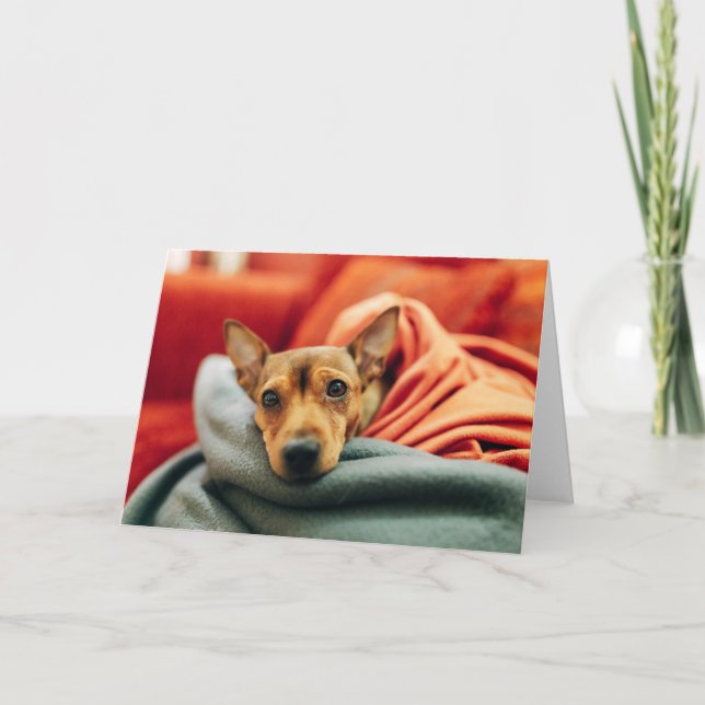 Cutest Baby Animals | Miniature Pinscher Card (Front)