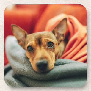 Cutest Baby Animals Miniature Pinscher Coaster