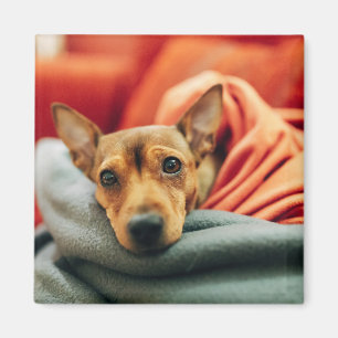 Cutest Baby Animals   Miniature Pinscher Magnet