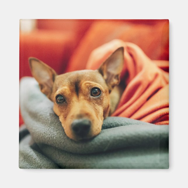Cutest Baby Animals | Miniature Pinscher Magnet (Front)