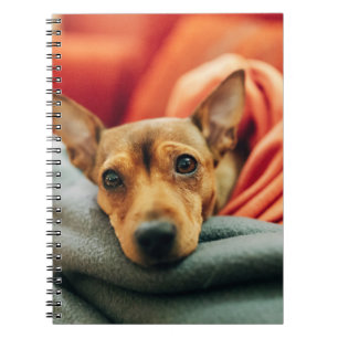 Cutest Baby Animals   Miniature Pinscher Notebook