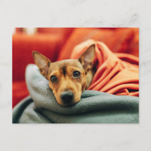Cutest Baby Animals   Miniature Pinscher Postcard
