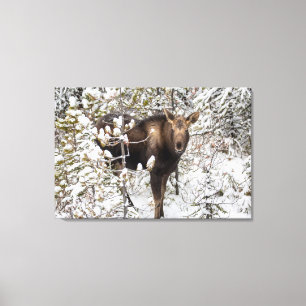 Cutest Baby Animals Moose Calf Canvas Print