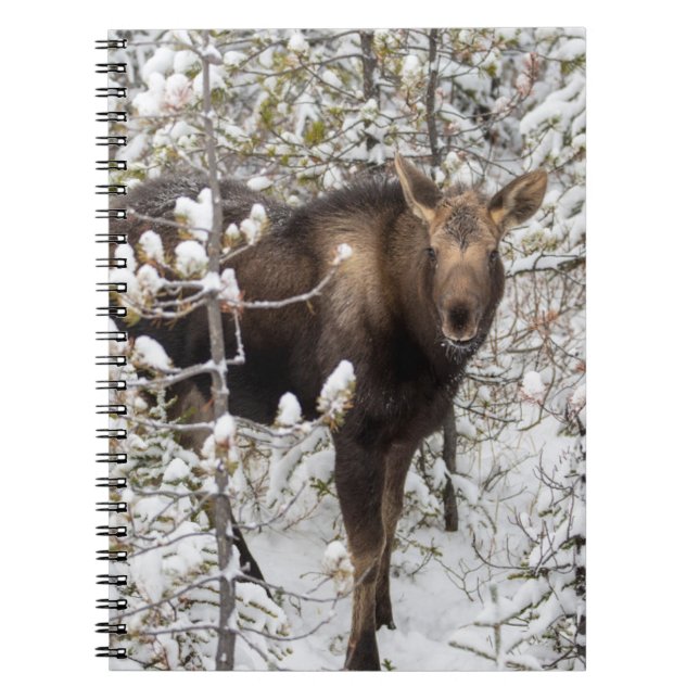 Cutest Baby Animals | Moose Calf Notebook (Front)