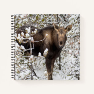 Cutest Baby Animals Moose Calf Notebook