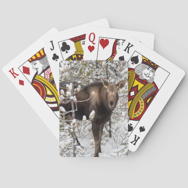 Cutest Baby Animals | Moose Calf Playing Cards (Back)