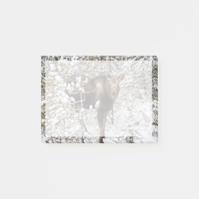 Cutest Baby Animals | Moose Calf Post-it Notes (Front)