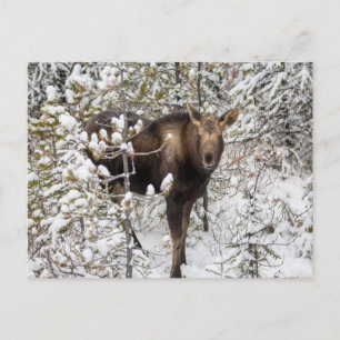 Cutest Baby Animals Moose Calf Postcard