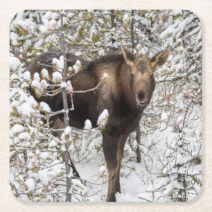 Cutest Baby Animals Moose Calf Square Paper Coaster