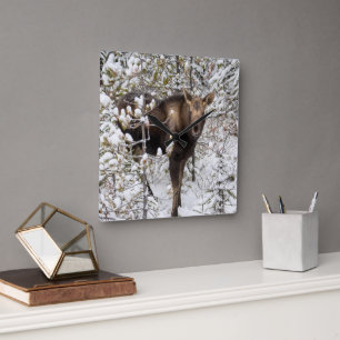 Cutest Baby Animals   Moose Calf Square Wall Clock