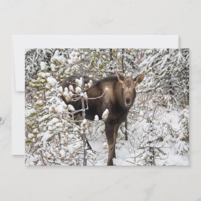 Cutest Baby Animals | Moose Calf Thank You Card (Front)