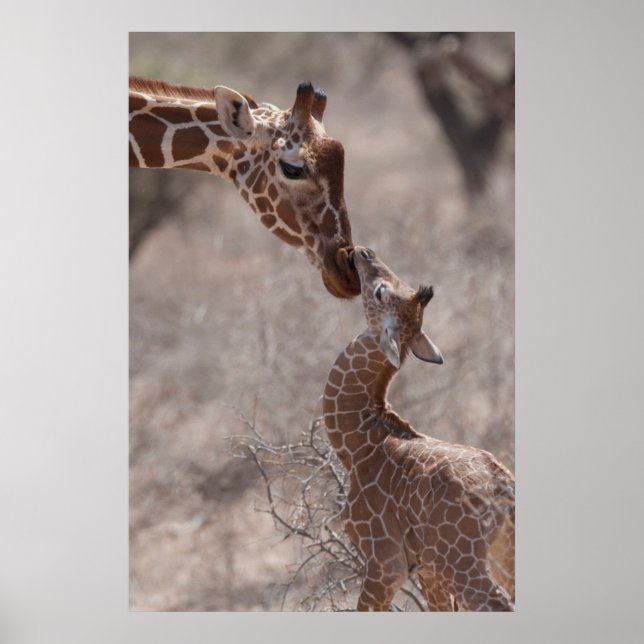 Cutest Baby Animals | Mother and Baby Giraffe Poster (Front)